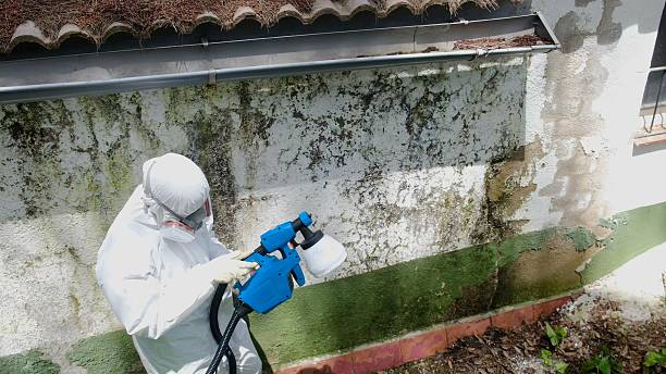 Trusted Mold Removal service in Nokesville, VA - Cheap Mold Removal
